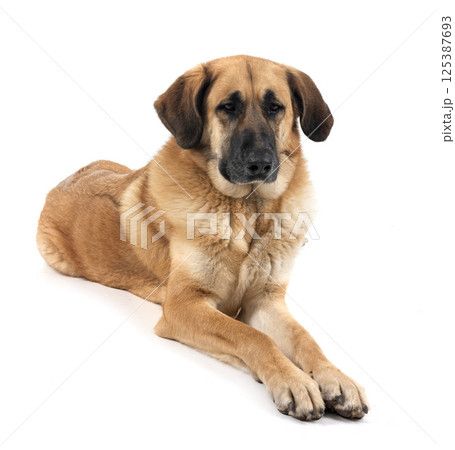 Spanish Mastiff in studio 125387693