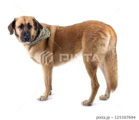 Spanish Mastiff in studio 125387694