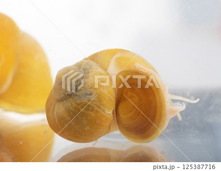 yellow Pomacea in studio 125387716