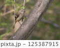 ジョウビタキ 125387915