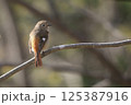 ジョウビタキ 125387916