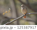ジョウビタキ 125387917