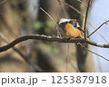 ジョウビタキ 125387918