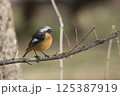 ジョウビタキ 125387919