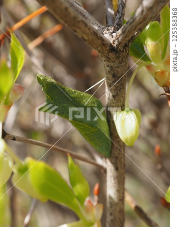 蝶の蛹と満天星躑躅の蕾(20250414145210) 蝶の蛹と満天星躑躅の蕾(20250414145210) 125388368