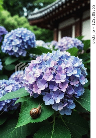 お寺に咲く、きれいな紫陽花とカタツムリ 125388555