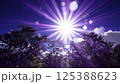 森から見た太陽 125388623