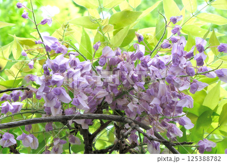 紫色の花を咲かせた藤の木 紫色の花を咲かせた藤の木 125388782