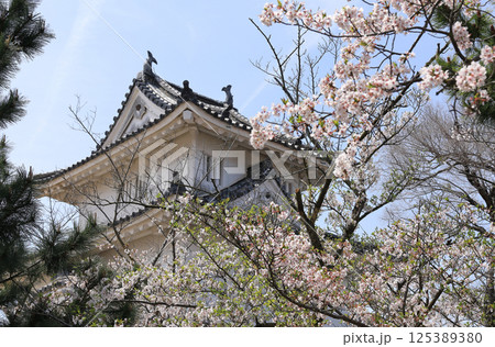 春、桜の季節の丸亀城天守 125389380