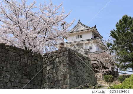 春、桜満開の丸亀城天守 125389402
