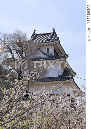 春、桜満開の丸亀城天守（二の丸から見上げる） 125389503