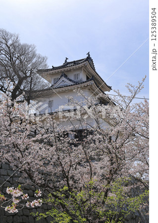 春、桜満開の丸亀城天守（二の丸から見上げる） 125389504