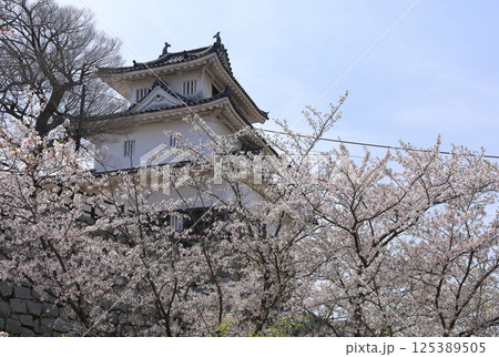 春、桜満開の丸亀城天守(二の丸から見上げる) 春、桜満開の丸亀城天守(二の丸から見上げる) 125389505