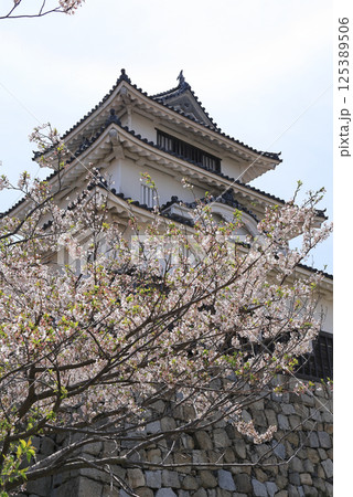 春、桜満開の丸亀城天守(二の丸から見上げる) 春、桜満開の丸亀城天守(二の丸から見上げる) 125389506