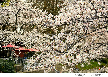 富山市松川べりの桜 富山市松川べりの桜 125389538