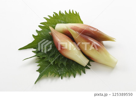 大葉とみょうが 125389550