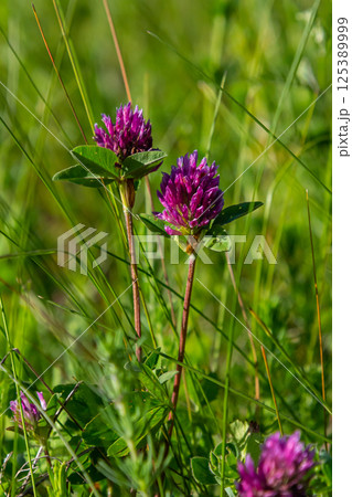Wild red clover flower isolated Trifolium pratense, with green nature background 125389999