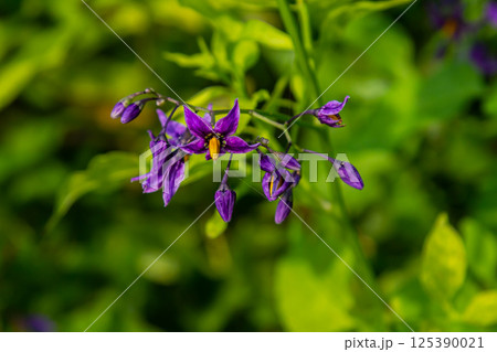 Bittersweet nightshade Solanum dulcamara flowers and buds with leaves. Place for text Bittersweet nightshade Solanum dulcamara flowers and buds with leaves. Place for text 125390021