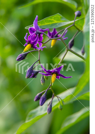 Bittersweet nightshade Solanum dulcamara flowers and buds with leaves. Place for text Bittersweet nightshade Solanum dulcamara flowers and buds with leaves. Place for text 125390022