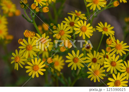 Wild plant Jacobaea vulgaris in the forest meadow. Known as ragwort, stinking Willie or tansy ragwort. Yellow delicate flower on a green background Wild plant Jacobaea vulgaris in the forest meadow. Known as ragwort, stinking Willie or tansy ragwort. Yellow delicate flower on a green background 125390025