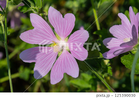 Close-up of beautiful flowers in the sun in spring. Malva common. Malva sylvestris. Common mallow 125390030