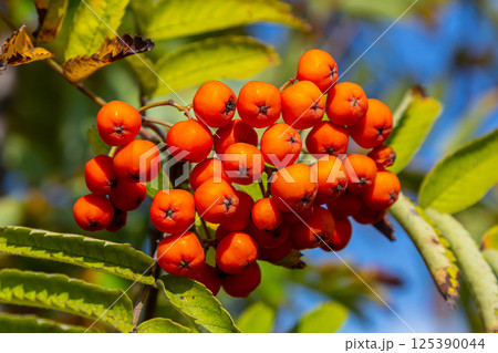 A bunch of red rowan berries on a tree 125390044