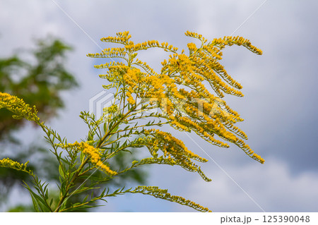 Canadian goldenrod, cluster of small yellow flower heads, close up. Solidago canadensis or brendiae is an ornamental perennial herb, herbaceous flowering plant of the family Asteraceae, Compositae 125390048