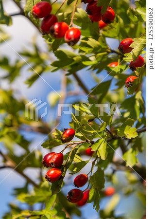 clusters of red fruits Crataegus coccinata tree close up clusters of red fruits Crataegus coccinata tree close up 125390062