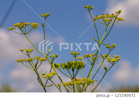 Close up of Wild Parsnip Pastinaca sativa yellow blossoms Close up of Wild Parsnip Pastinaca sativa yellow blossoms 125390071