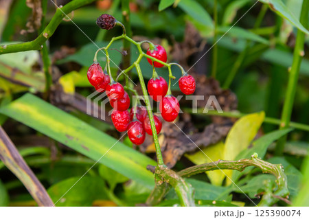 Red berries of woody nightshade, also known as bittersweet, Solanum dulcamara seen in August Red berries of woody nightshade, also known as bittersweet, Solanum dulcamara seen in August 125390074