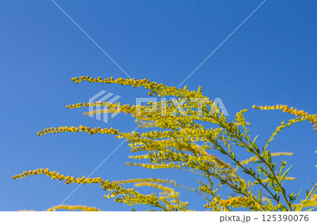 Canadian goldenrod, cluster of small yellow flower heads, close up. Solidago canadensis or brendiae is an ornamental perennial herb, herbaceous flowering plant of the family Asteraceae, Compositae Canadian goldenrod, cluster of small yellow flower heads, close up. Solidago canadensis or brendiae is an ornamental perennial herb, herbaceous flowering plant of the family Asteraceae, Compositae 125390076
