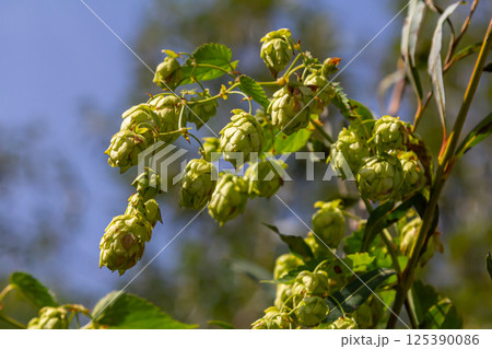 Hops flowers, of the hop plant Humulus lupulus, for beer production growing in the Bavaria by the Danube river on a sunny day 125390086