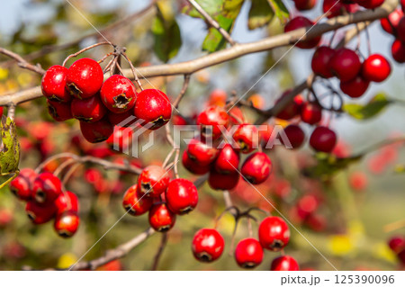 clusters of red fruits Crataegus coccinata tree close up 125390096