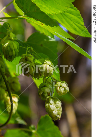 Hops flowers, of the hop plant Humulus lupulus, for beer production growing in the Bavaria by the Danube river on a sunny day Hops flowers, of the hop plant Humulus lupulus, for beer production growing in the Bavaria by the Danube river on a sunny day 125390098