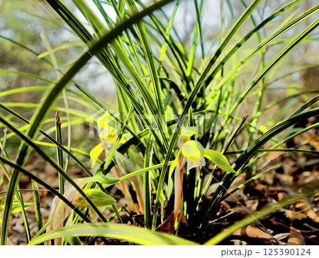 ラン科の山野草シュンランの開花 125390124