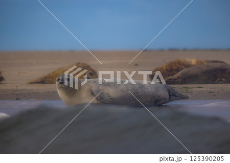 Eierland, De Cocksdorp, Texel, The Netherlands, Oktober 28th, 2024, Curious Seals on the Beach at Eierland, De Cocksdorp, Texel, The Netherlands, Oktober 28th, 2024, Curious Seals on the Beach at 125390205