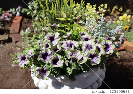 ペチュニアの寄せ植え ペチュニアの寄せ植え 125390681