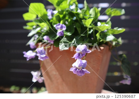 鉢に植えられた紫のニオイスミレの小花 125390687