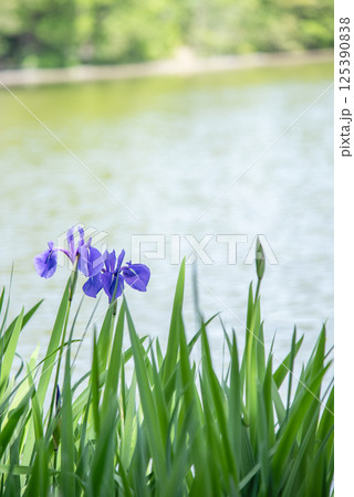 水辺に咲く青紫色のカキツバタ 125390838