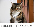こちらを見つめるメインクーンの成猫 125390930