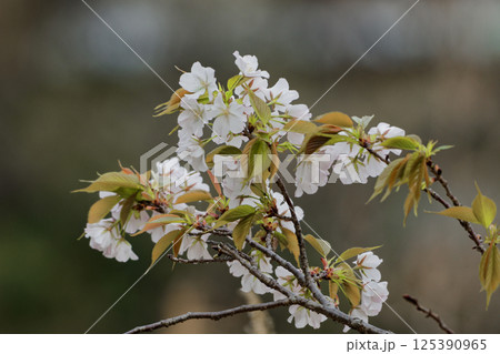 日本の基本野生種 バラ科ヤマザクラの開花 日本の基本野生種 バラ科ヤマザクラの開花 125390965