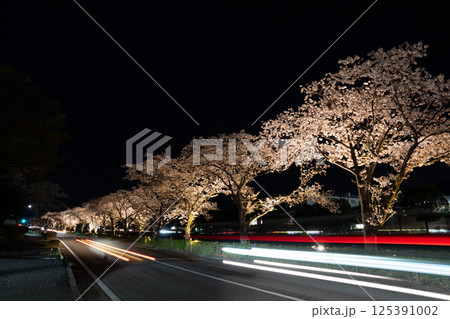 水無川夜桜流光 125391002