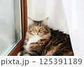窓辺で日向ぼっこをしながら眩しそうにこちらを見つめるメインクーンの成猫 125391189