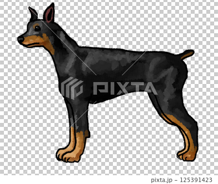 Standing Doberman 125391423