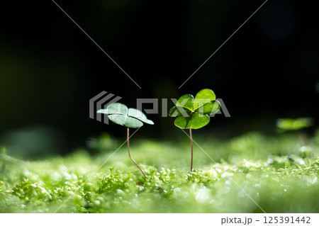 Green leaves of Oxalis suksdorfii plant 125391442