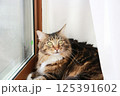 窓辺でひなたぼっこをしているメインクーンの成猫 125391602