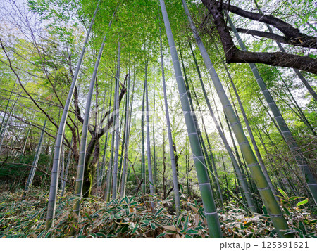 初春の竹林 125391621