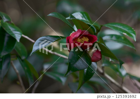 照葉樹林の樹木 ツバキ科ヤブツバキの赤い花 125391692