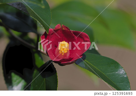 照葉樹林の樹木 ツバキ科ヤブツバキの赤い花 照葉樹林の樹木 ツバキ科ヤブツバキの赤い花 125391693