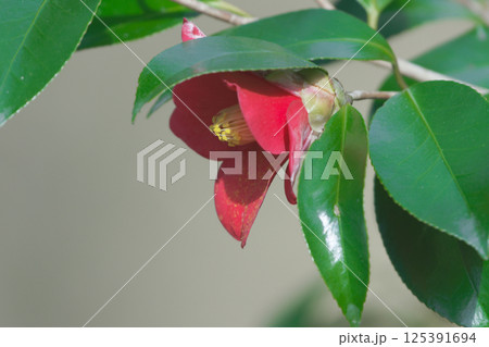 照葉樹林の樹木 ツバキ科ヤブツバキの赤い花 125391694